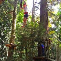 sequoia-peter-pan